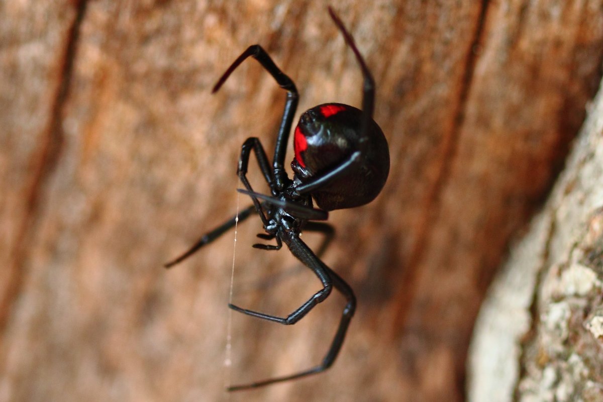 A black widow spider