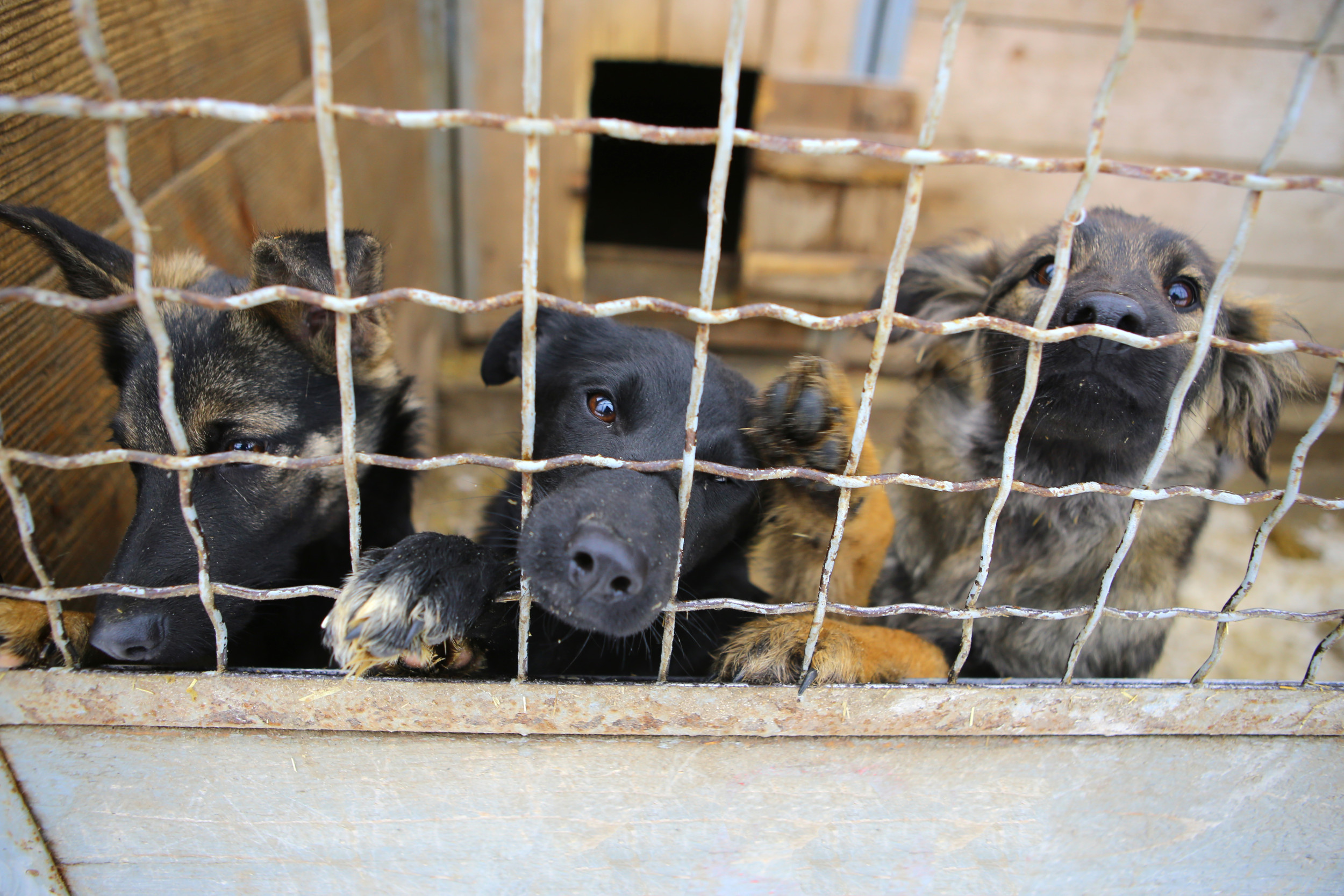 Shelter Urges Public to Save 18 Healthy Dogs Set to Be Euthanized Today