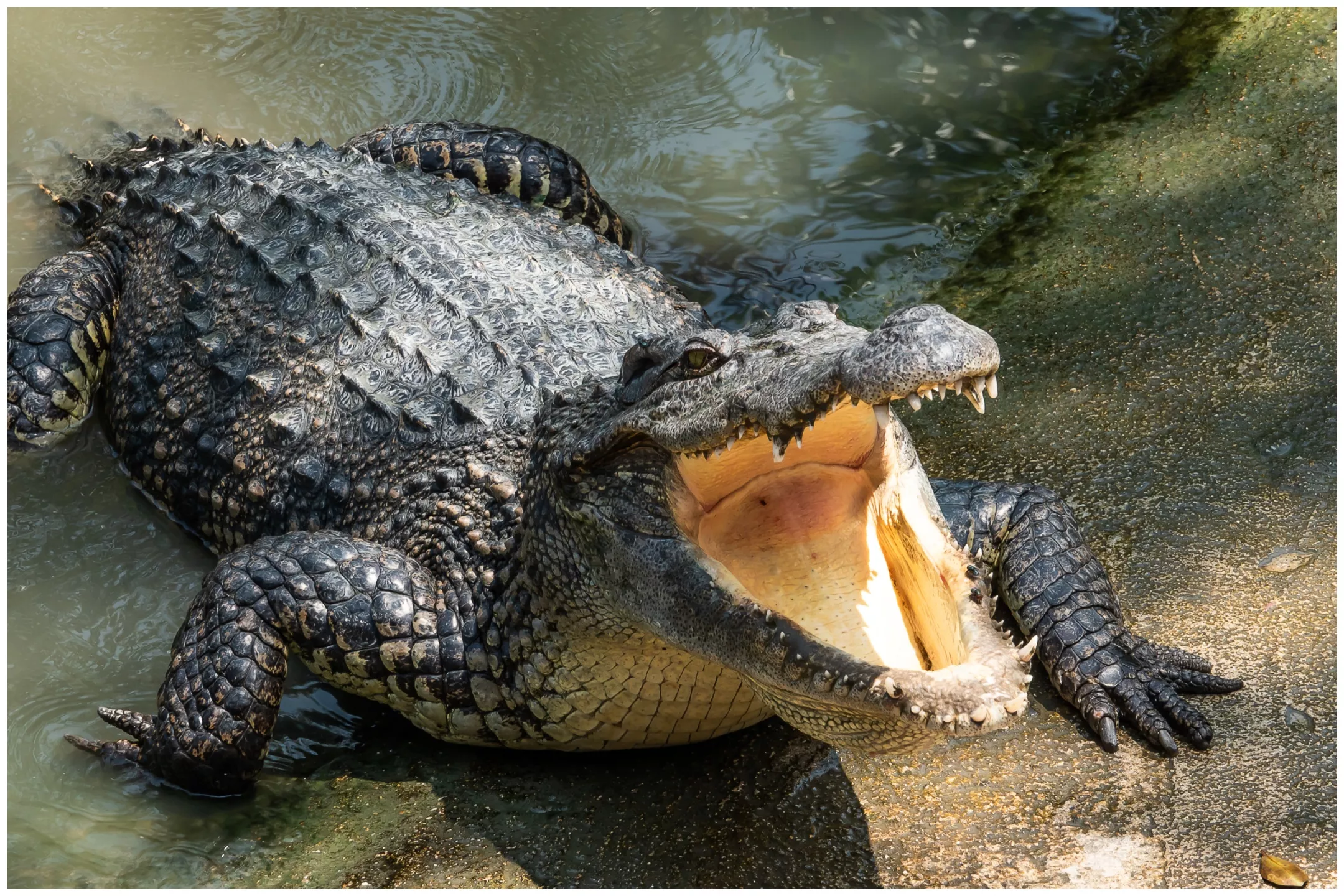 Dead Dog Seen Clamped in Crocodile's Jaws After Going Missing: Officials - Vimarsana News