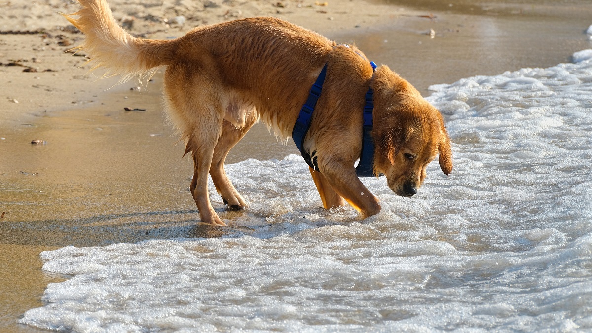 Shock As Golden Retriever Is Stung by Jellyfish and Left Unable to Breathe