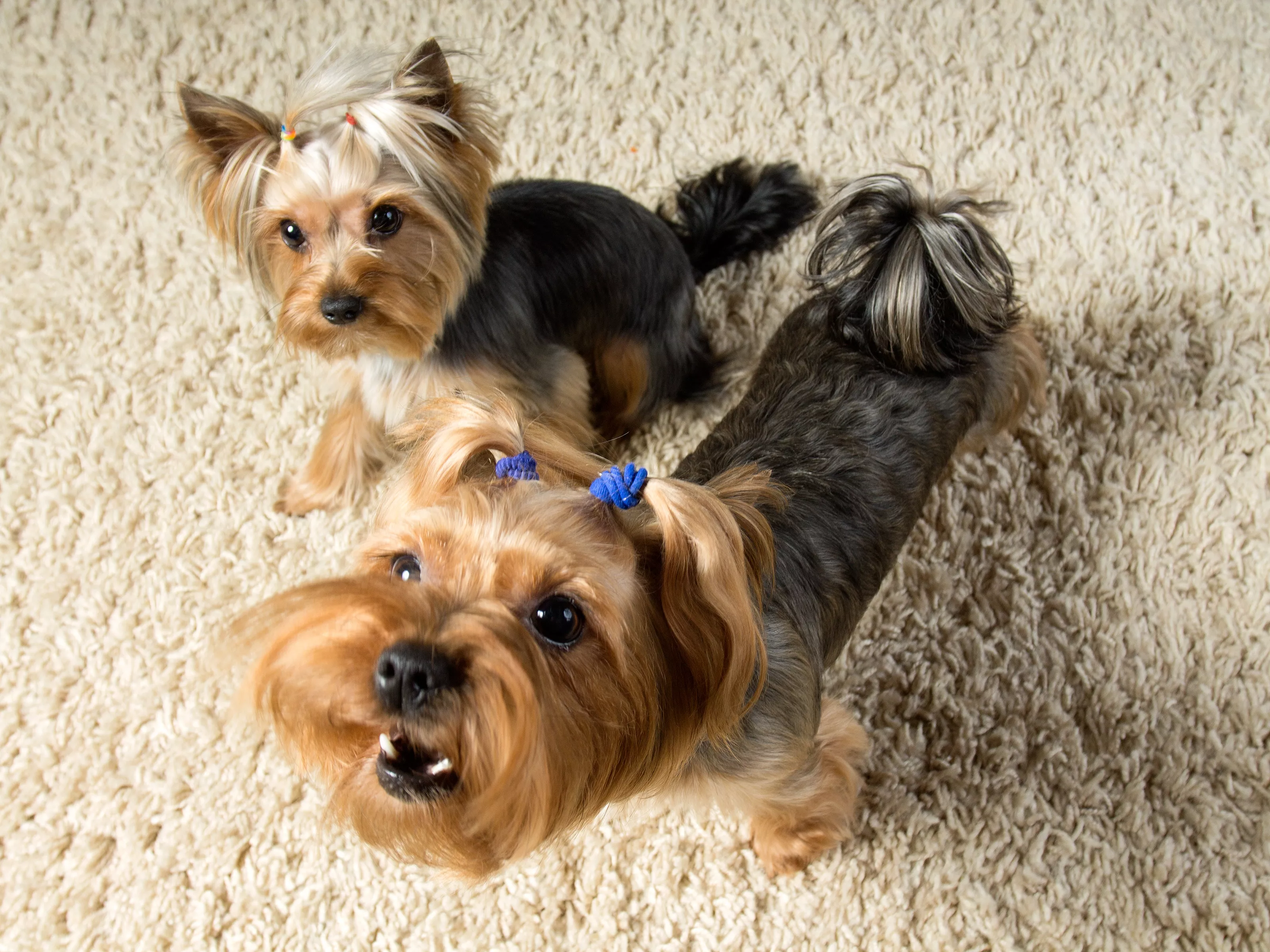 Dogs Realizing They're Not Home Alone Delights Internet: 'Embarrassed' - Vimarsana News
