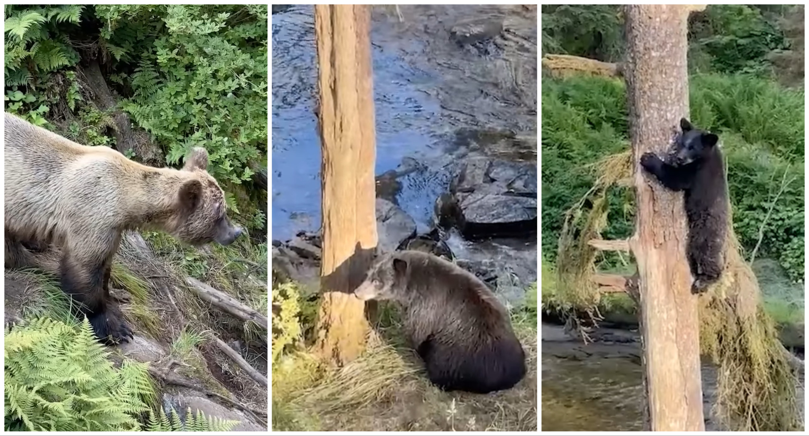 Watch Black And Brown Bears In Rare Standoff As Momma s Cub Hides Up Tree