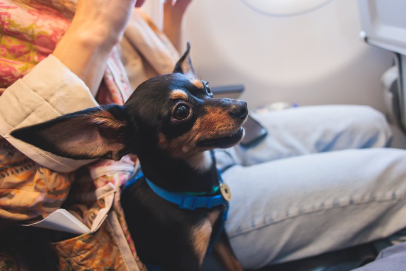 Small dog on plane near window seat.