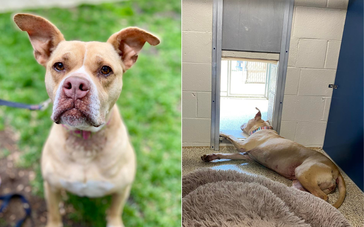 Heartbreak At Senior Shelter Dog 'Failed By Humans Throughout Her Life ...