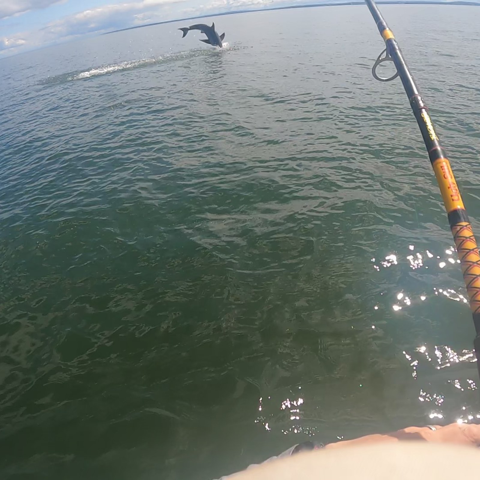 Man Fishing on His Kayak Hooks Great White Shark in Shocking Video