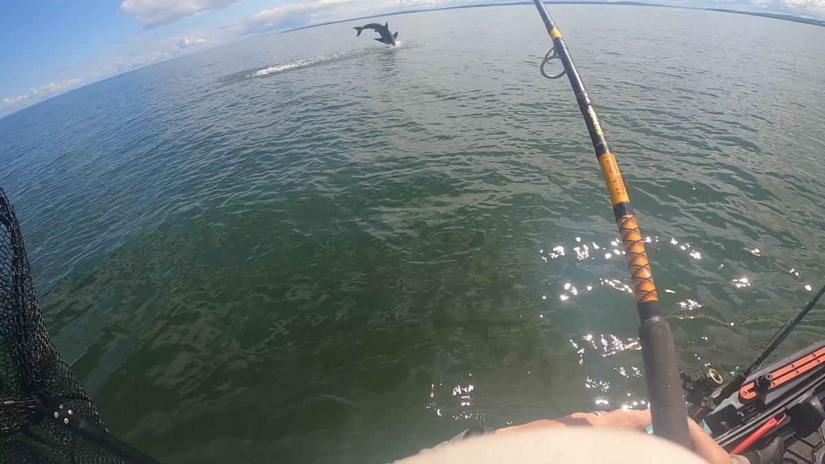 Man Fishing on His Kayak Hooks Great White Shark in Shocking Video