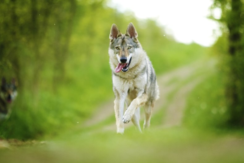 Wolfdog running in the wild
