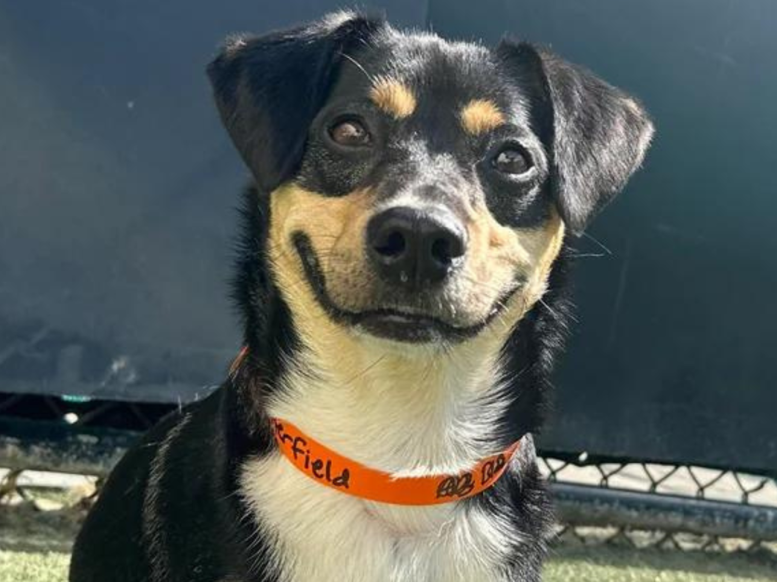 Anxiety medication for small dogs clearance