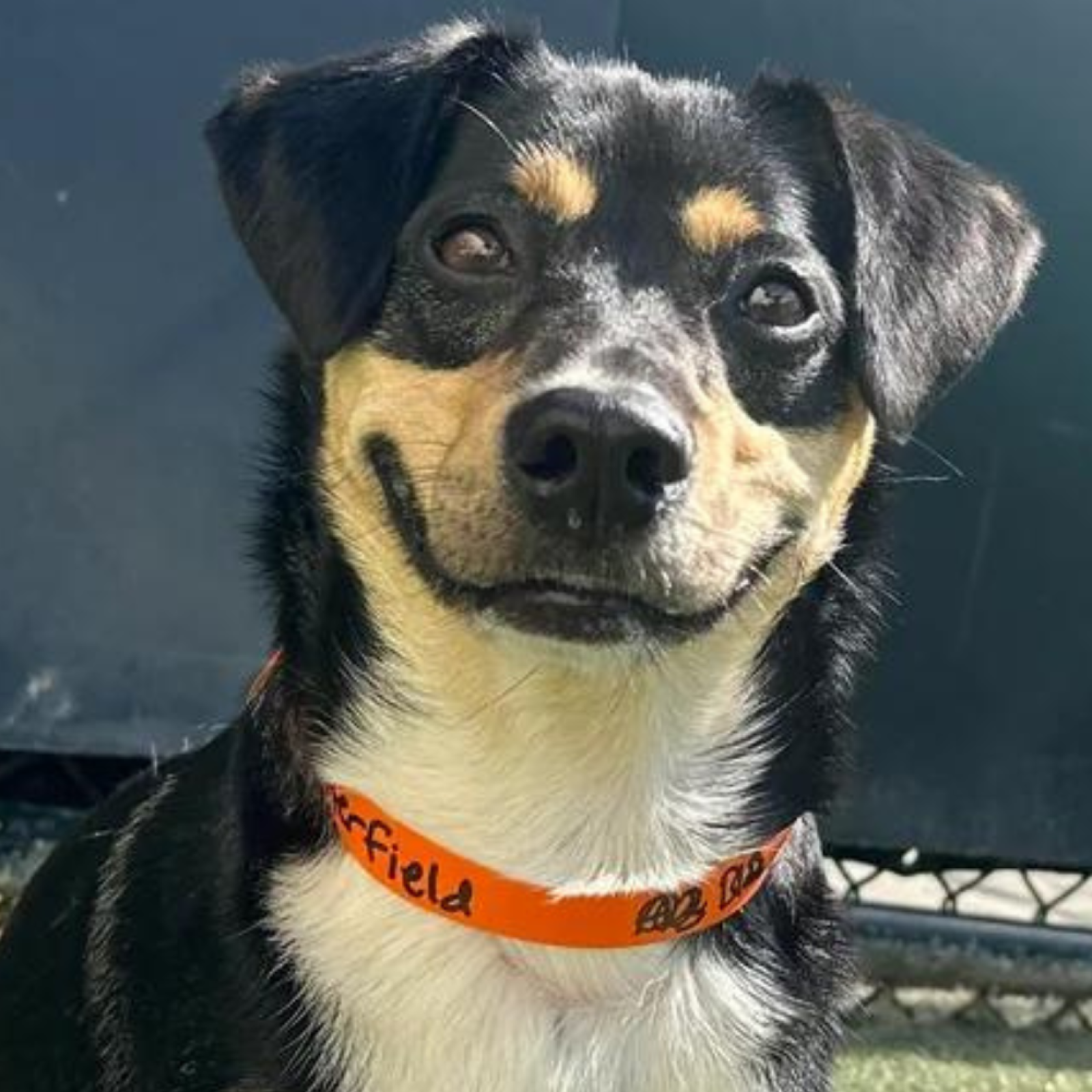 Anxiety meds online for dogs trazodone