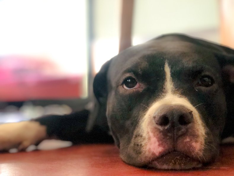 American Pit Bull