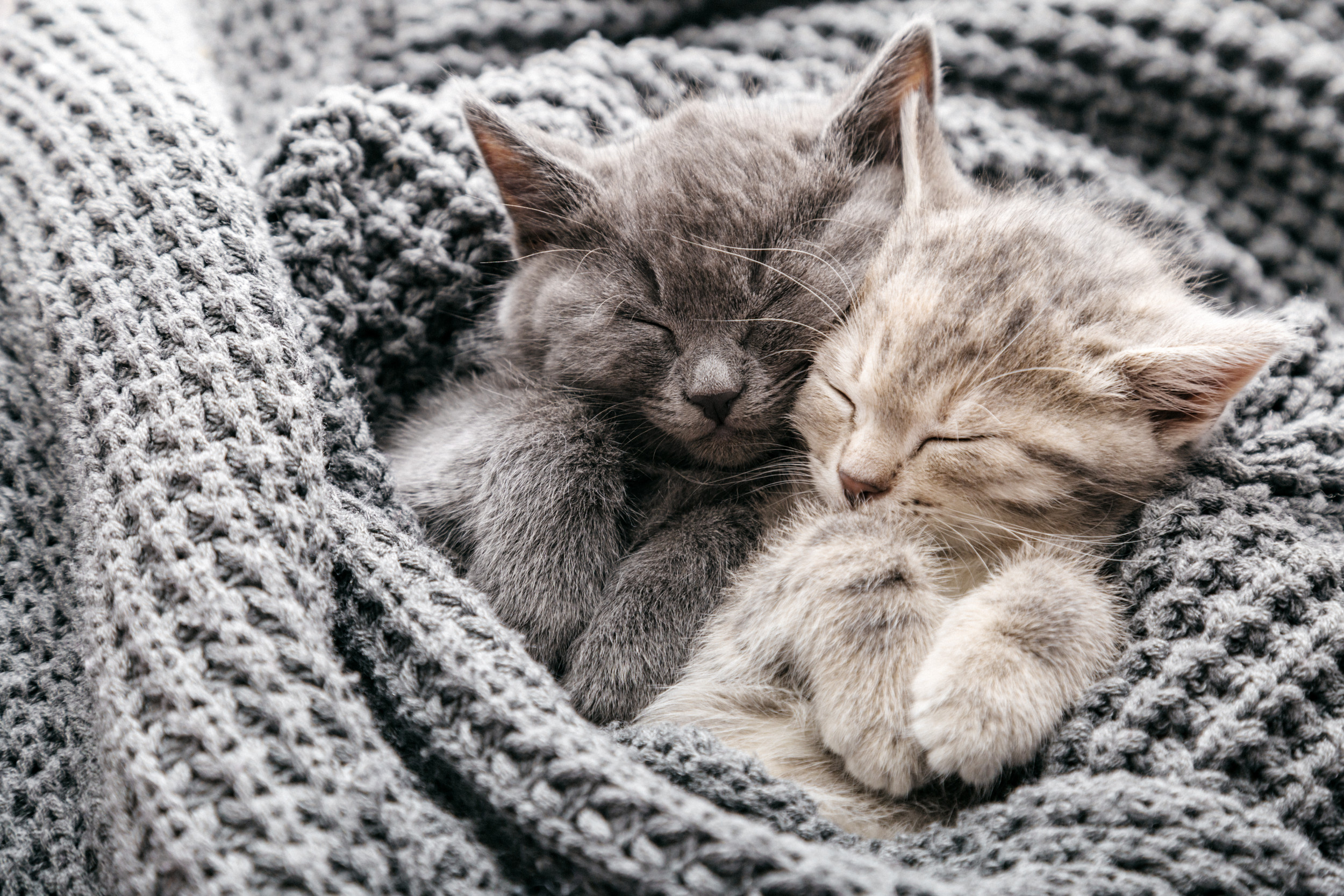 Tears Over Cat s Response To Sister s Kittens After Her Miscarriage 