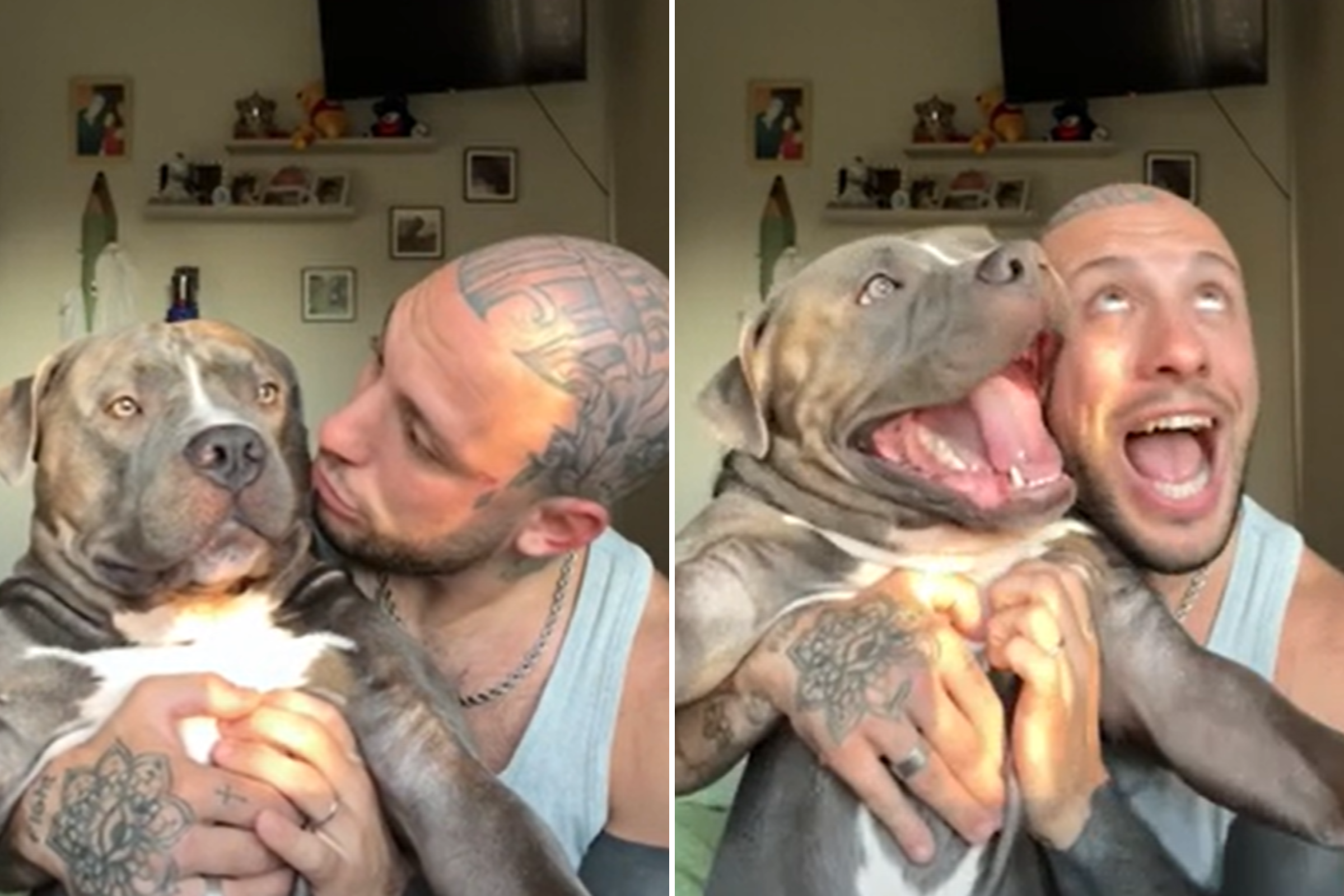 People Are Obsessed With This American Bully Chihuahua Cross: 'Not