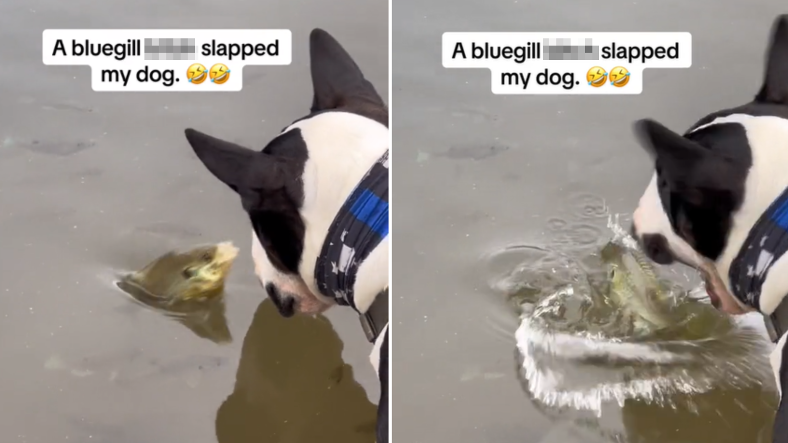 Dog Slapping Memes Doge BONK Vs THUMP! (Doge Meme)