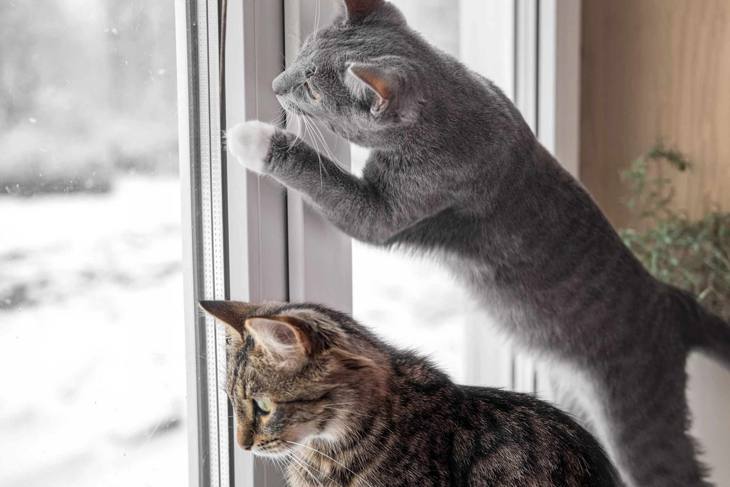 Hearts Melt as Man Lines Up Chairs for Cats to See Birds by the Window - Vimarsana News