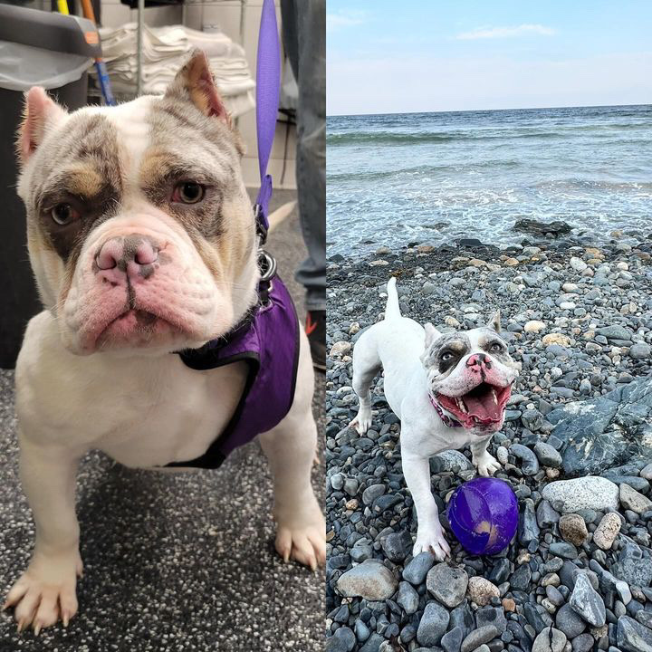 Hearts Break As Bulldog With Prolapsed Uterus Trapped In Crate Gets Rescued