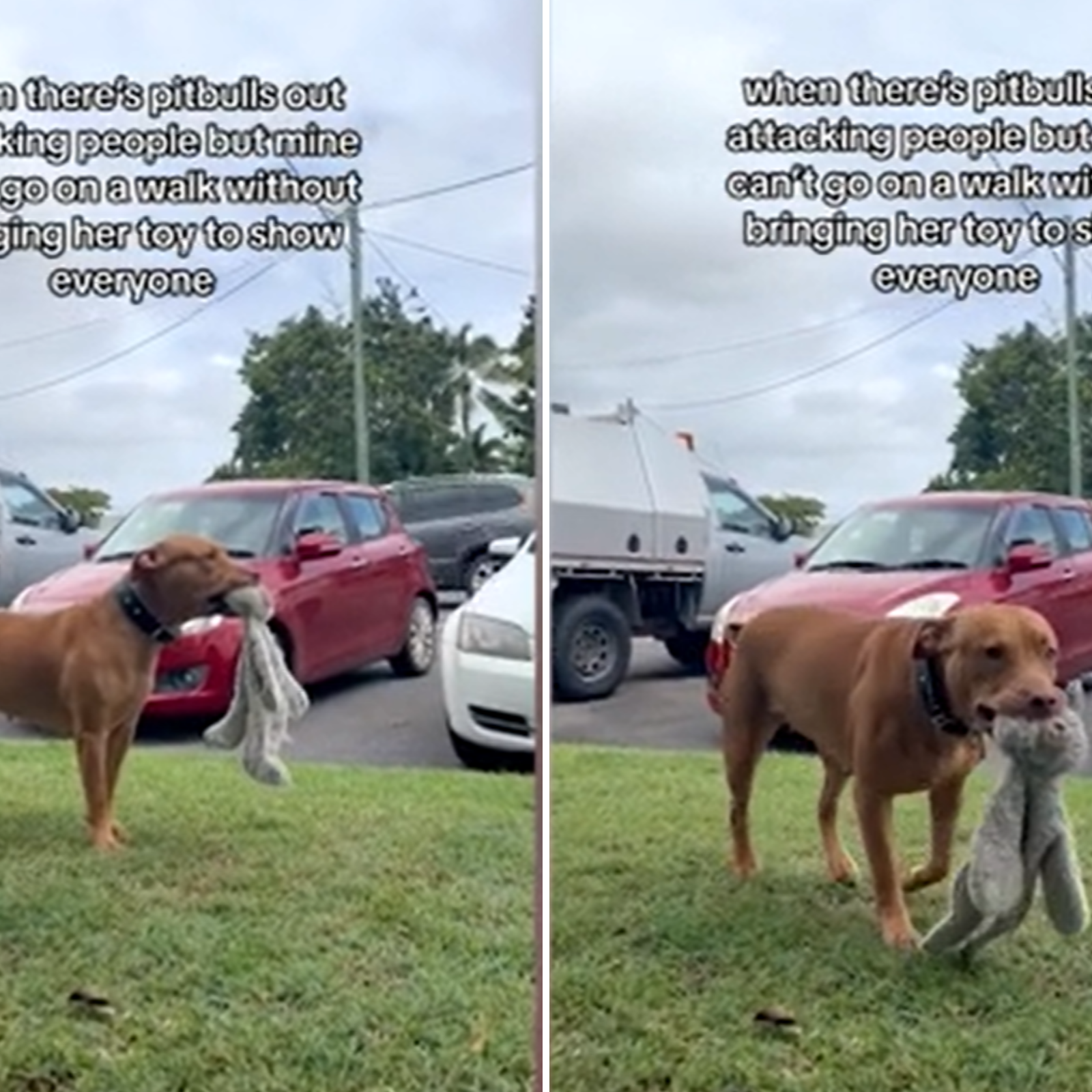 Gentle Pit Bull Just Wants To Show