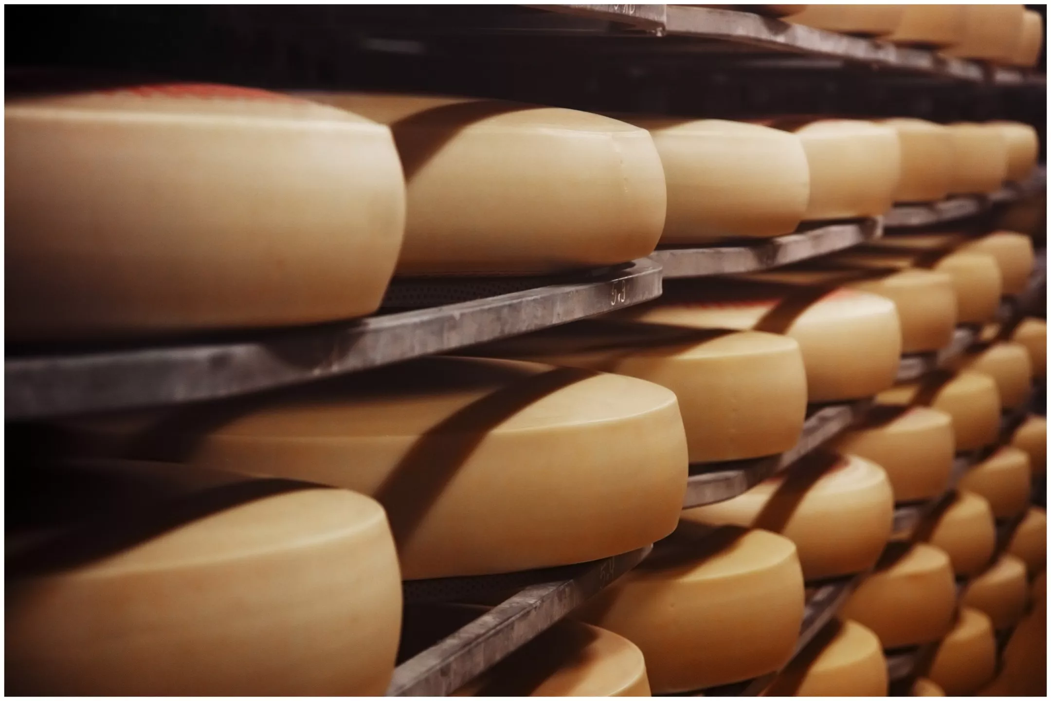 Elderly Man Crushed to Death by Thousands of Wheels of Cheese - Vimarsana News