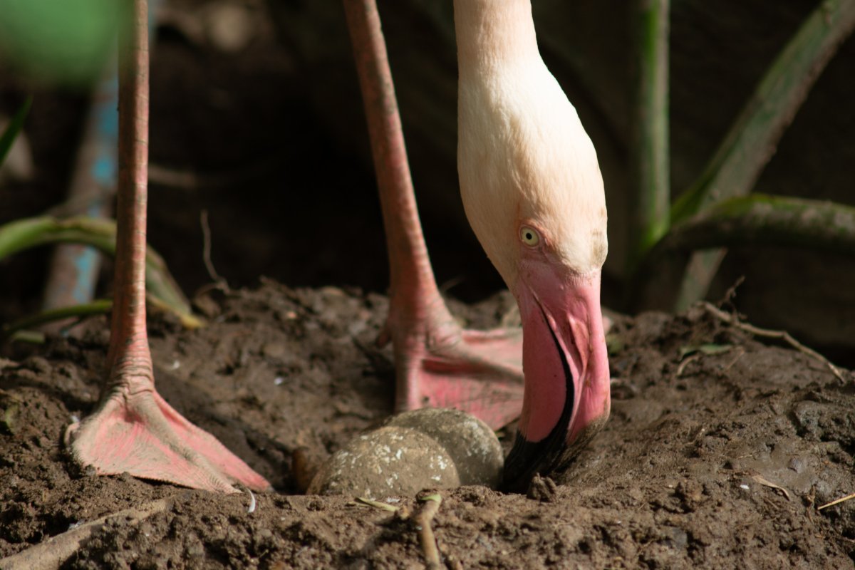 A flamingo with its eggs