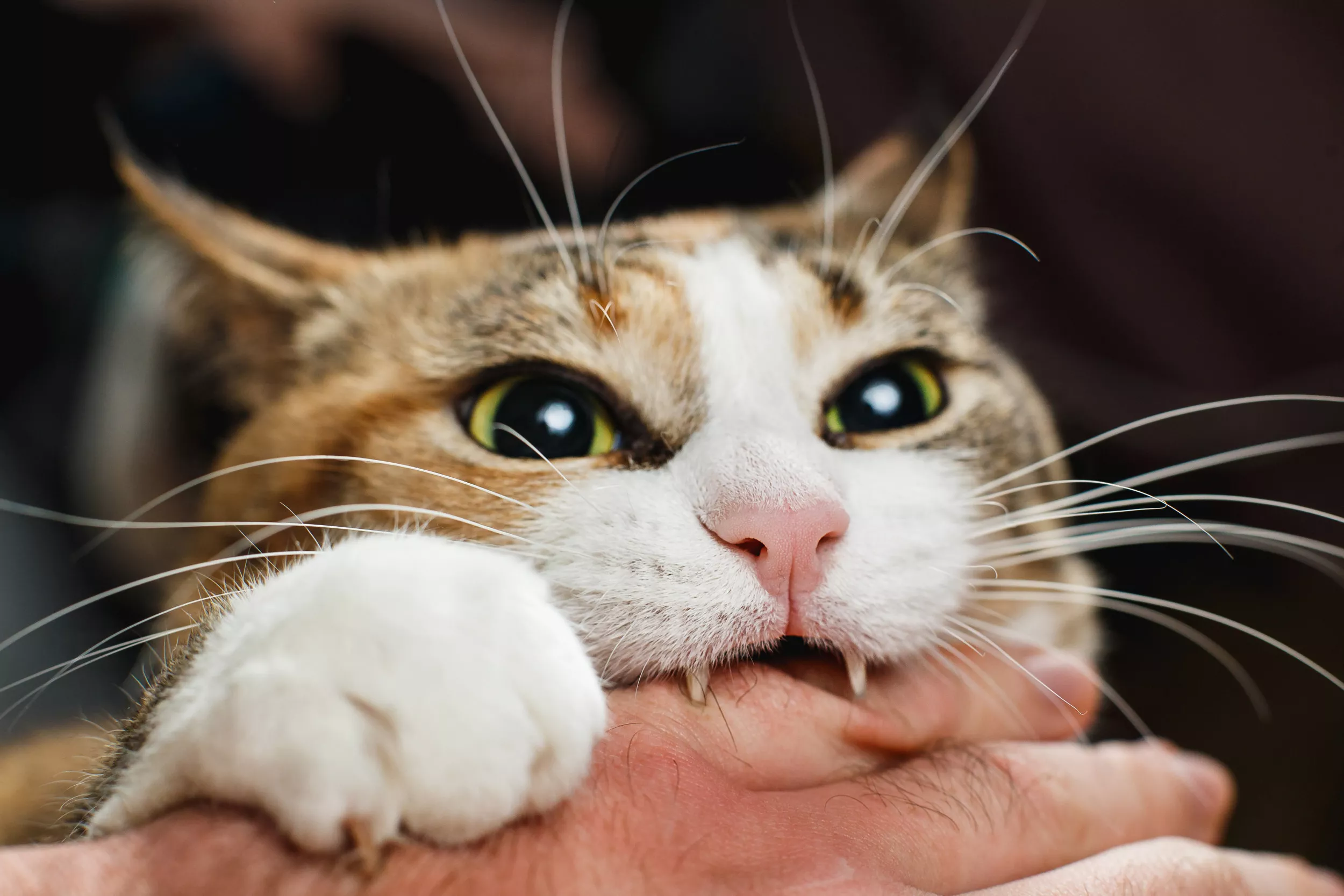 Cat scratch disease - Karlsruhe Veterinarian - Arndt Small Animal Center