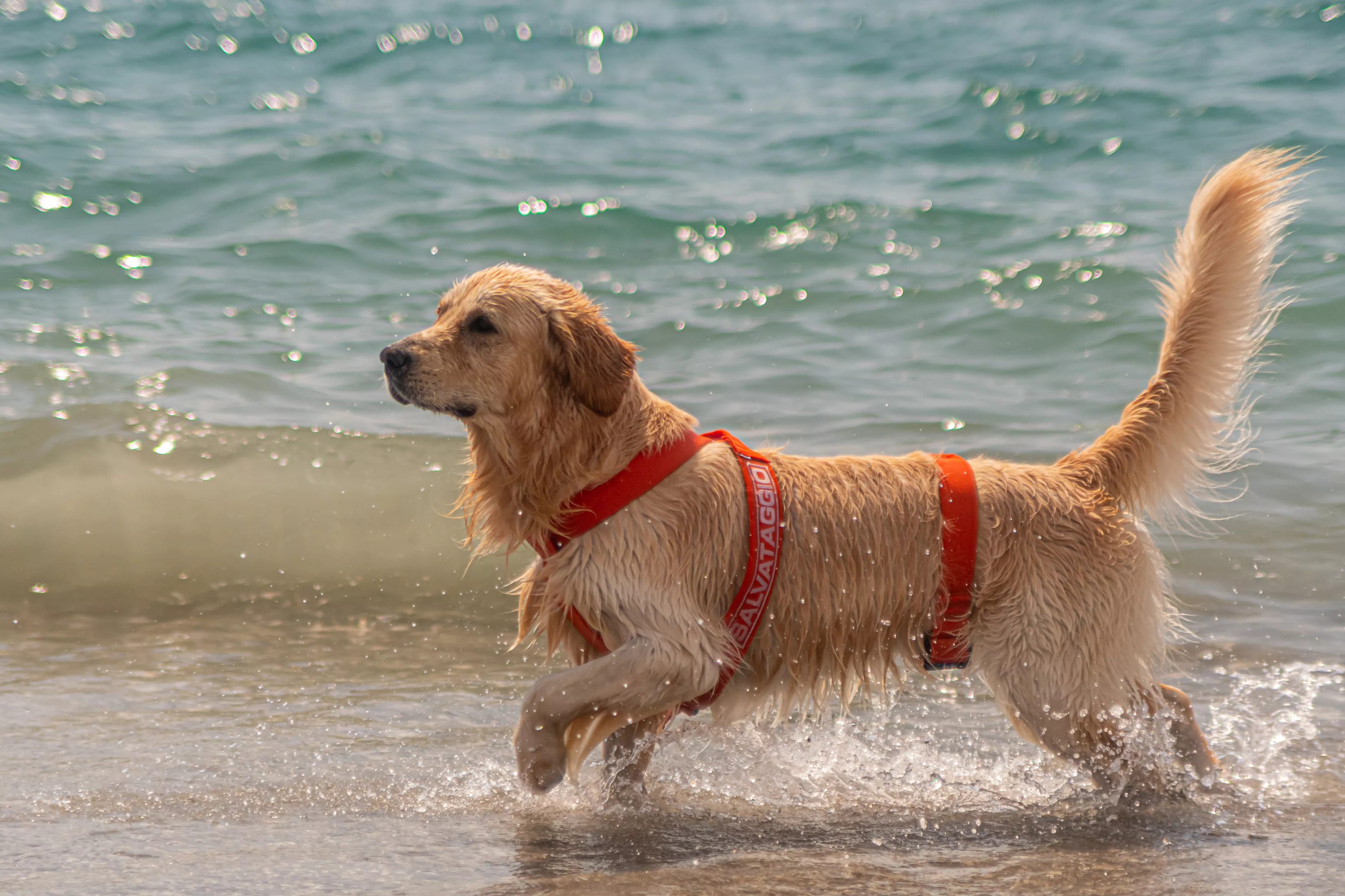 Lifeguard Golden Retrievers Save Lives of 5 Boys Trapped in Rip Current - Vimarsana News