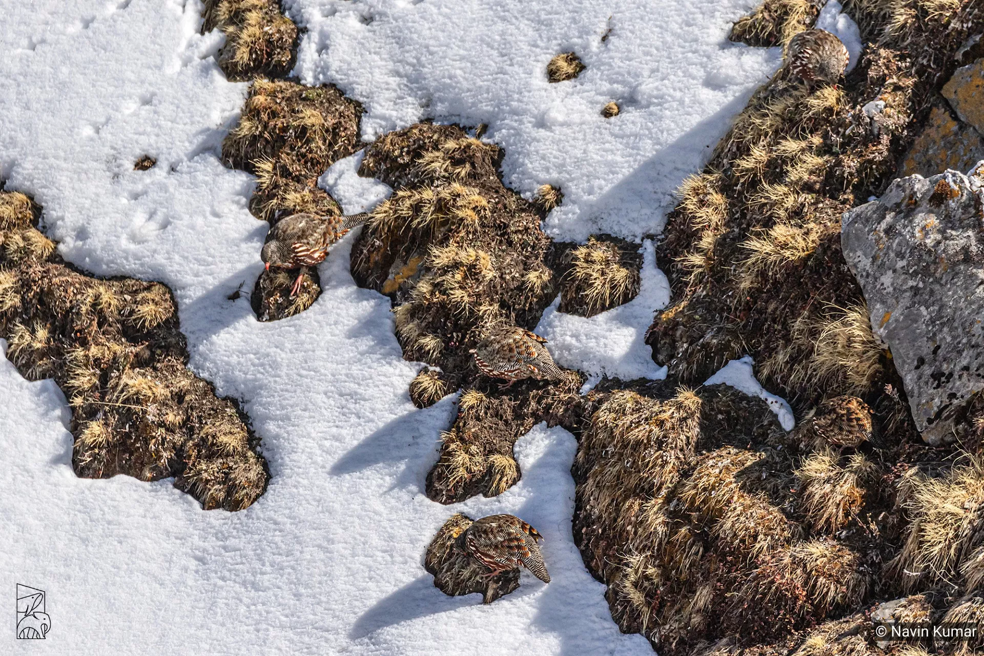 Can You Spot All 5 Birds Perfectly Camouflaged Against the Snowy Backdrop? - Vimarsana News