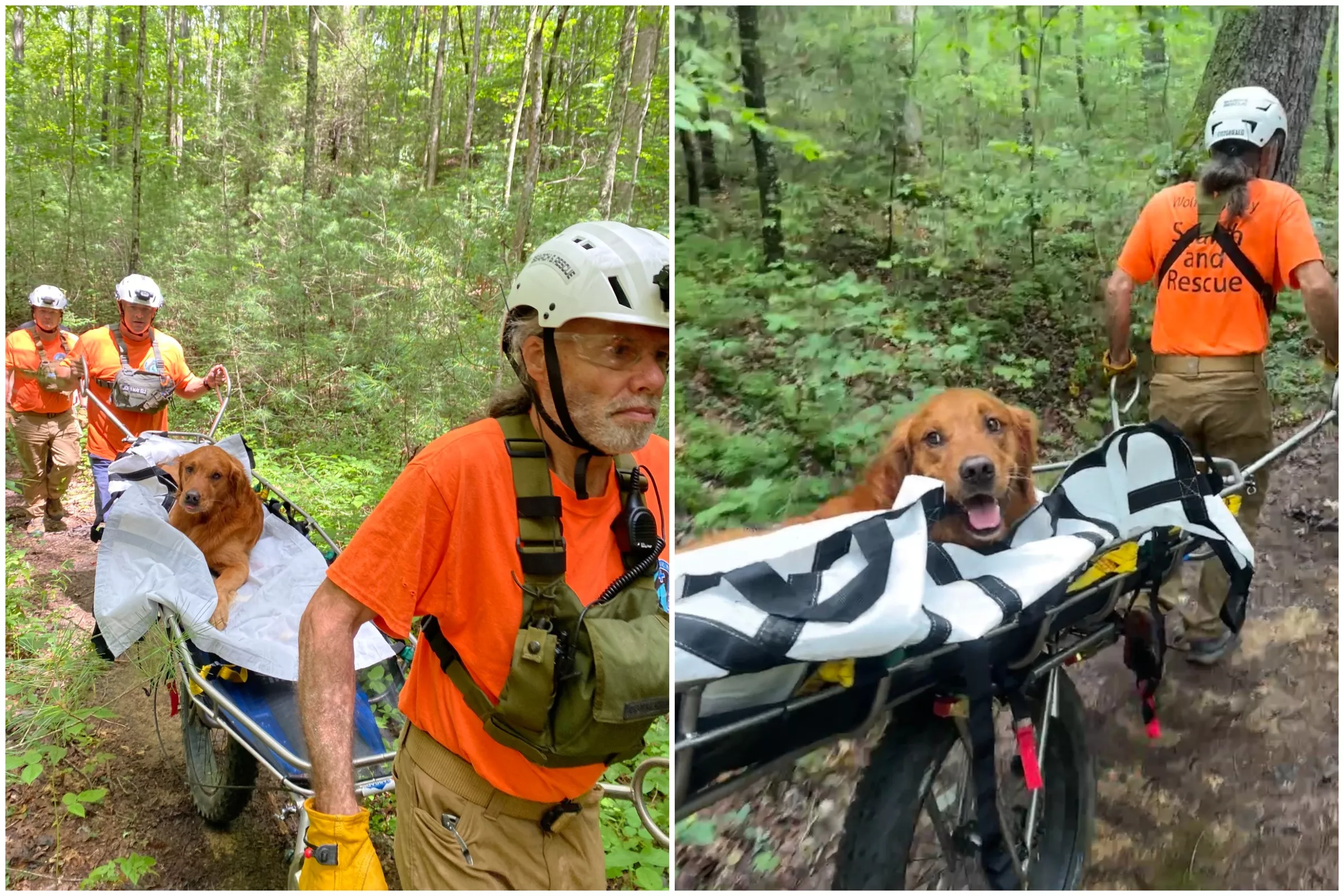 Golden Retriever Cheats Death After Being Bitten 5 Times by Deadly Snake - Vimarsana News