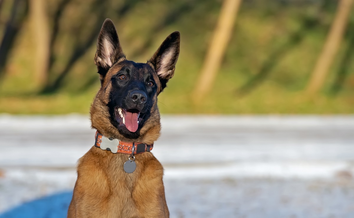 Large store belgian dog