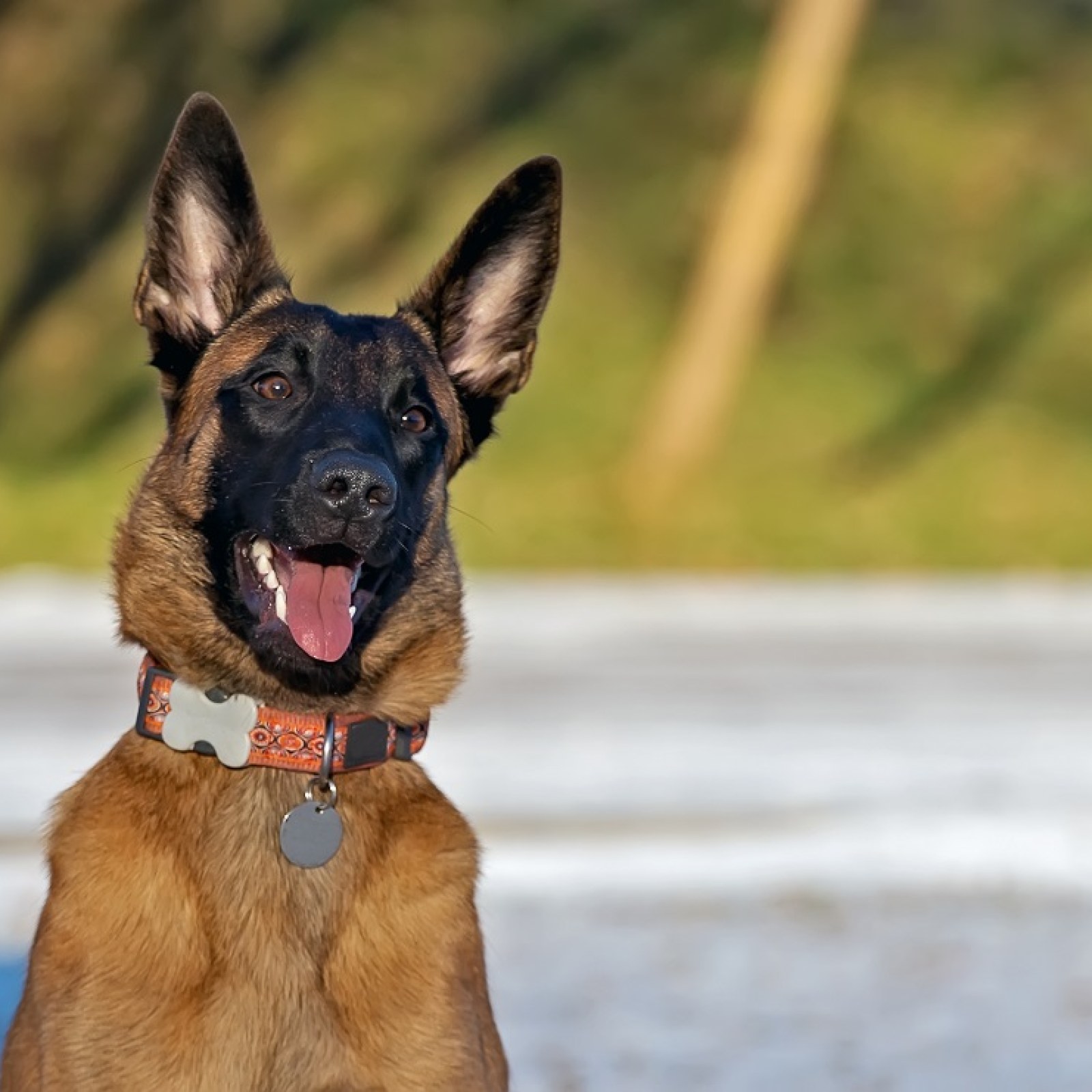 Man Shares the Reality of Owning a Huge Belgian Malinois in