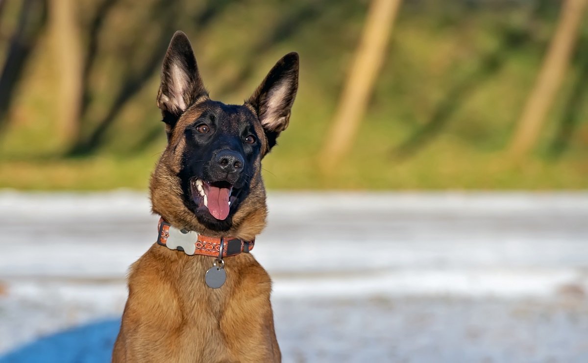 Belgian Malinois Dog Looking Excited
