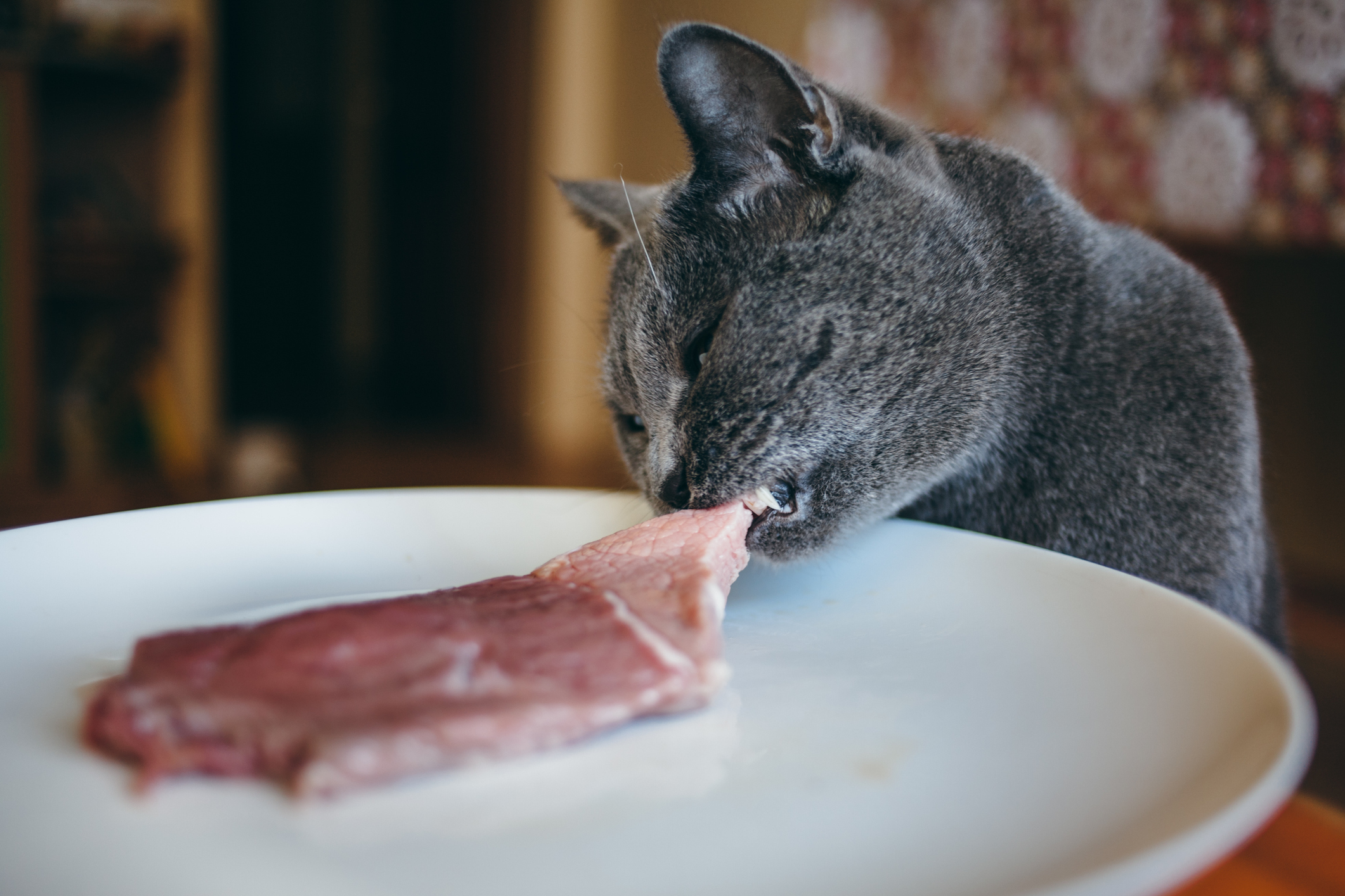 Can cats shop eat steak