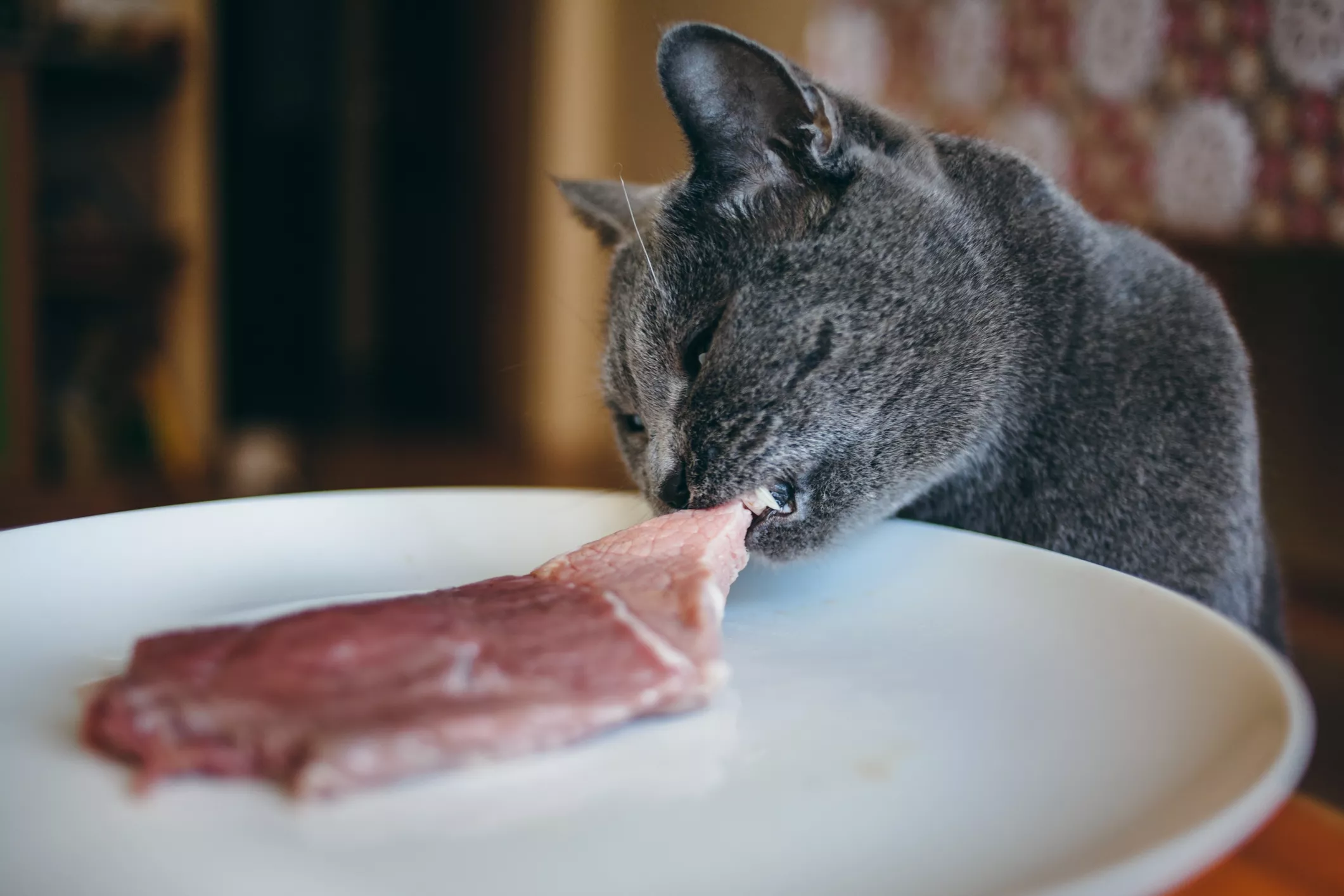 Cat Caught Trying Steak for the First Time in Viral Clip: 'Malfunctioned' - Vimarsana News