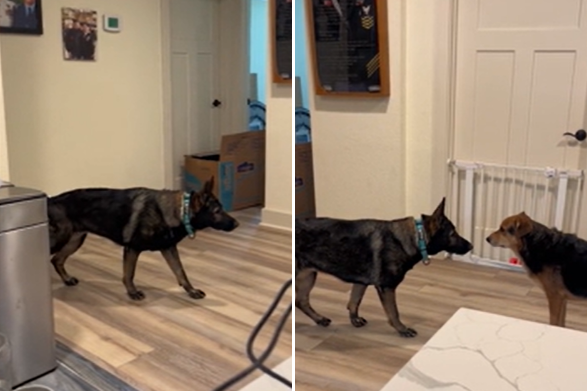 German Shepherd Doing Most Dramatic Snout Boop Leaves Internet in Stitches German Shepherd Doing Most Dramatic Snout Boop Leaves Internet in Stitches