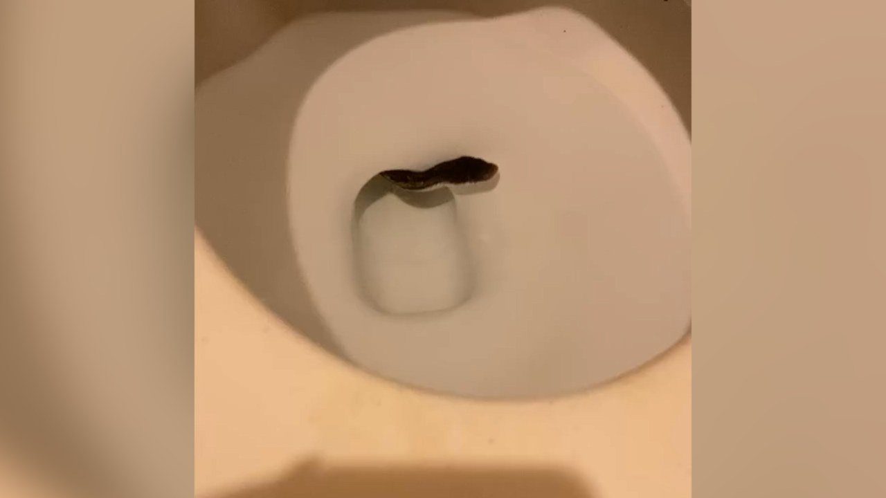 Texas Woman Finds Snake Emerging From Toilet in Middle of Night