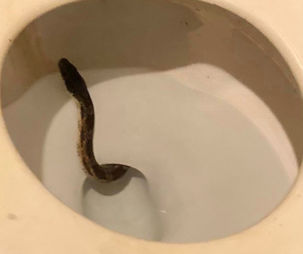 Snake found in woman's toilet