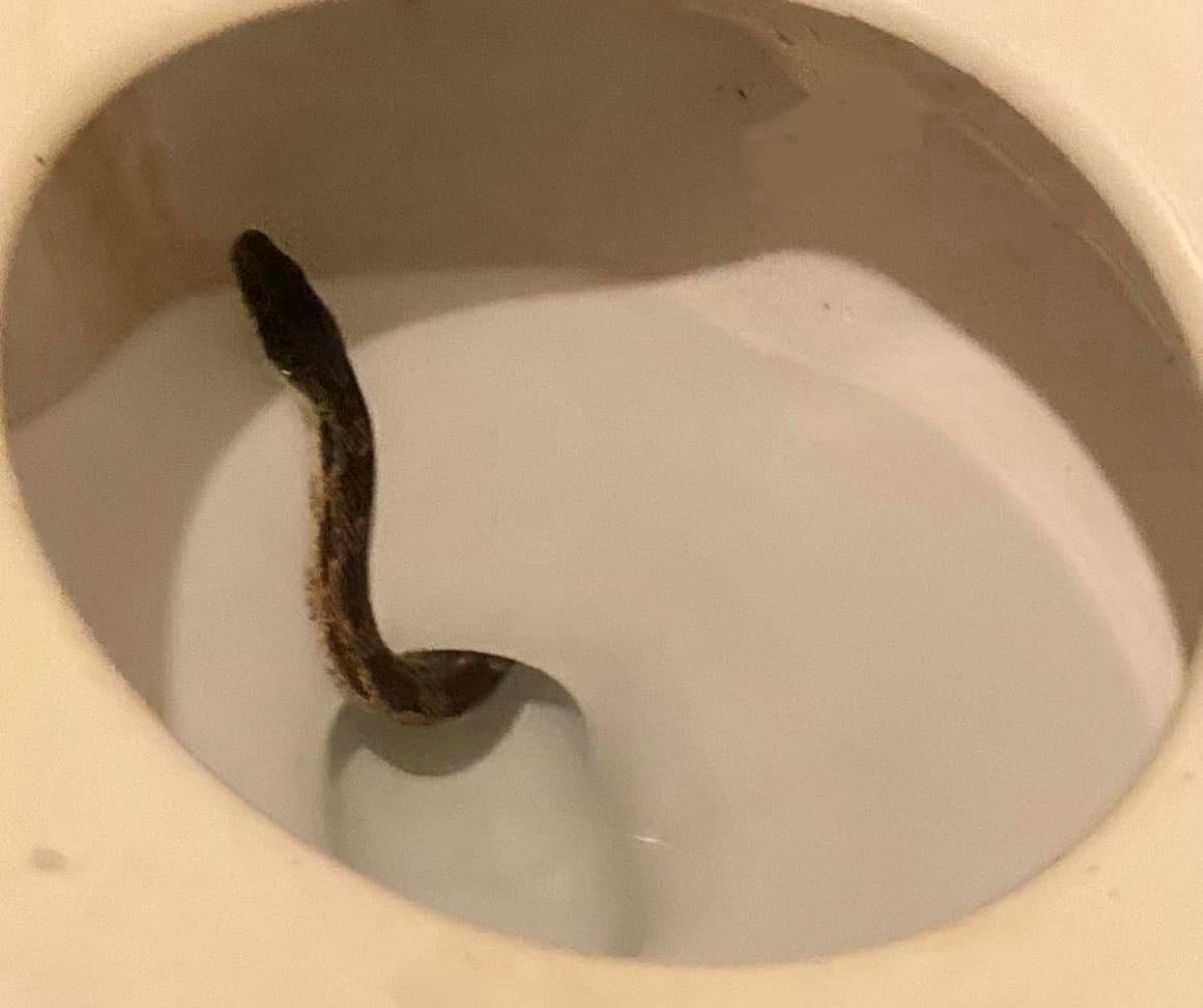 TOILET SNAKES IN MANHATTAN! - Weekly World News