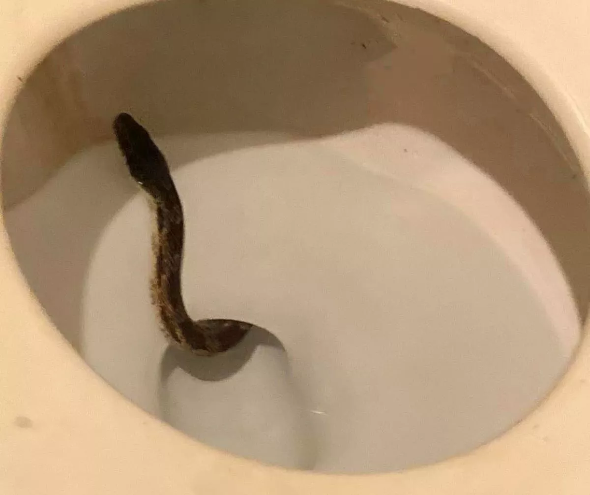 https://d.newsweek.com/en/full/2267368/snake-toilet.webp