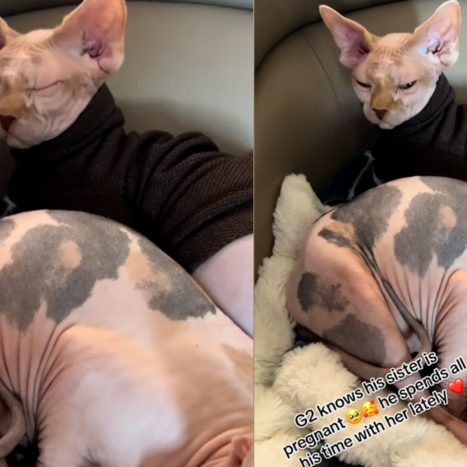 Pregnant sphynx deals cat