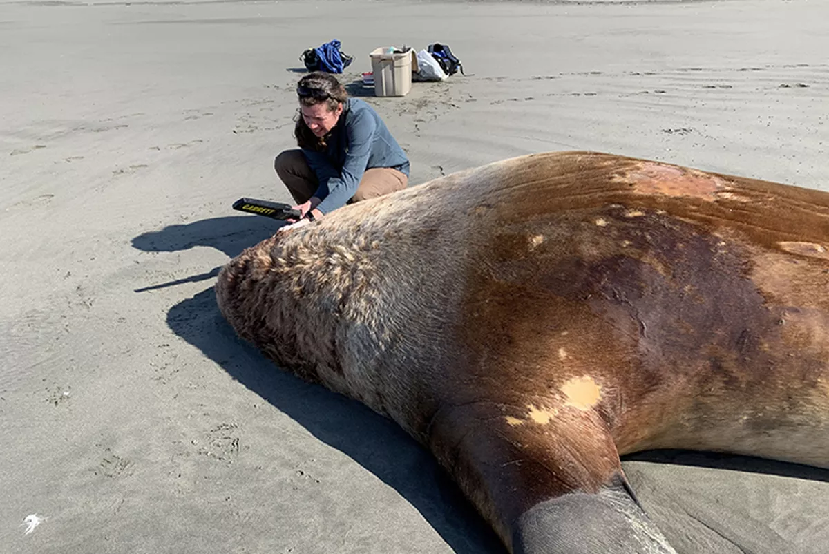 Reward Increases to Find Who Slaughtered Over 20 Endangered Sea Lions - Vimarsana News