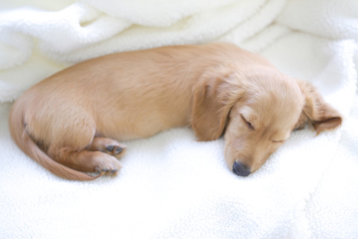 Puppy sleeping on blanket.