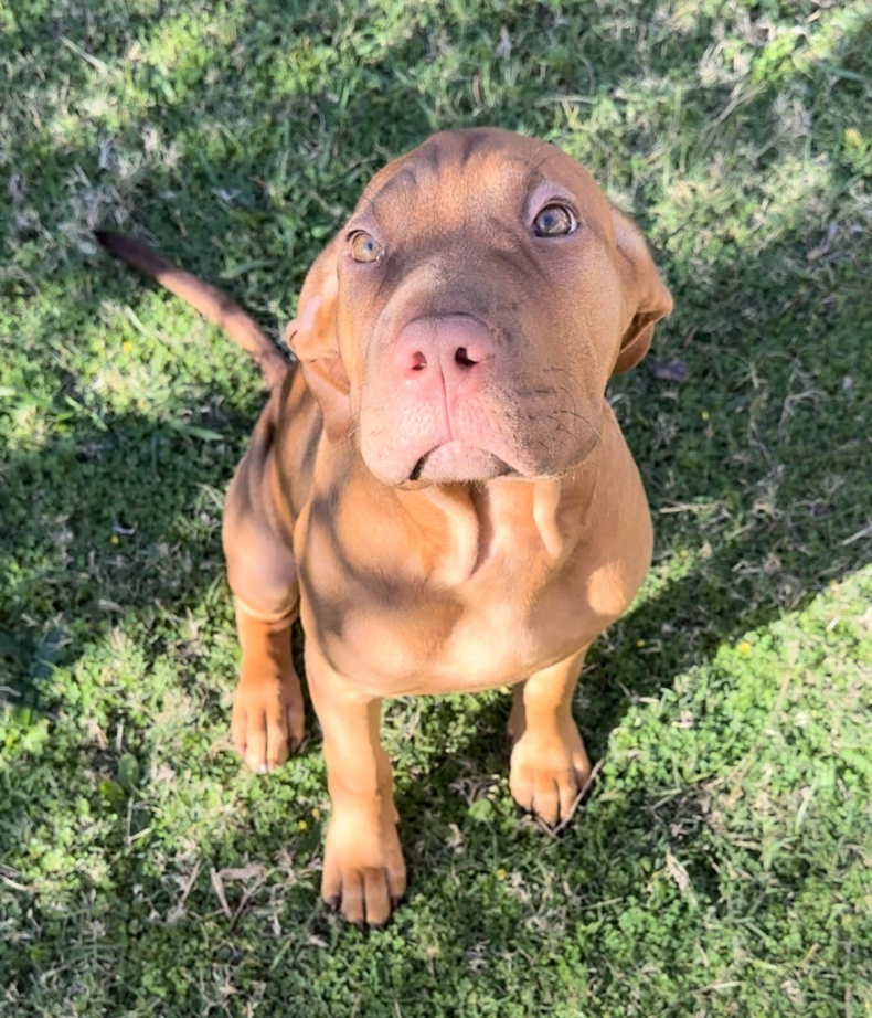 Nyla the puppy in her owner's yard