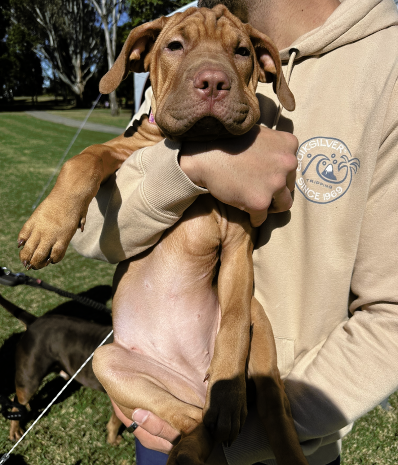 Nyla the puppy held by Ricky