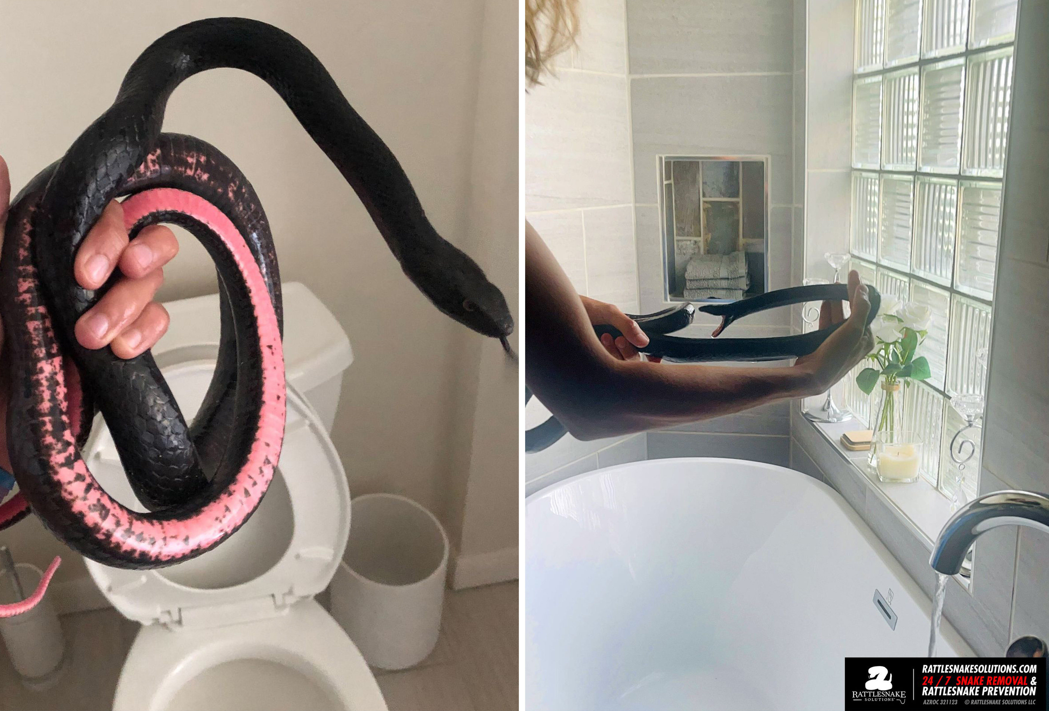 Can Snakes Get in Your Toilet From the Drain?