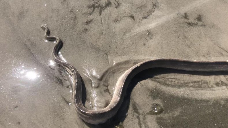 Rare sea snake
