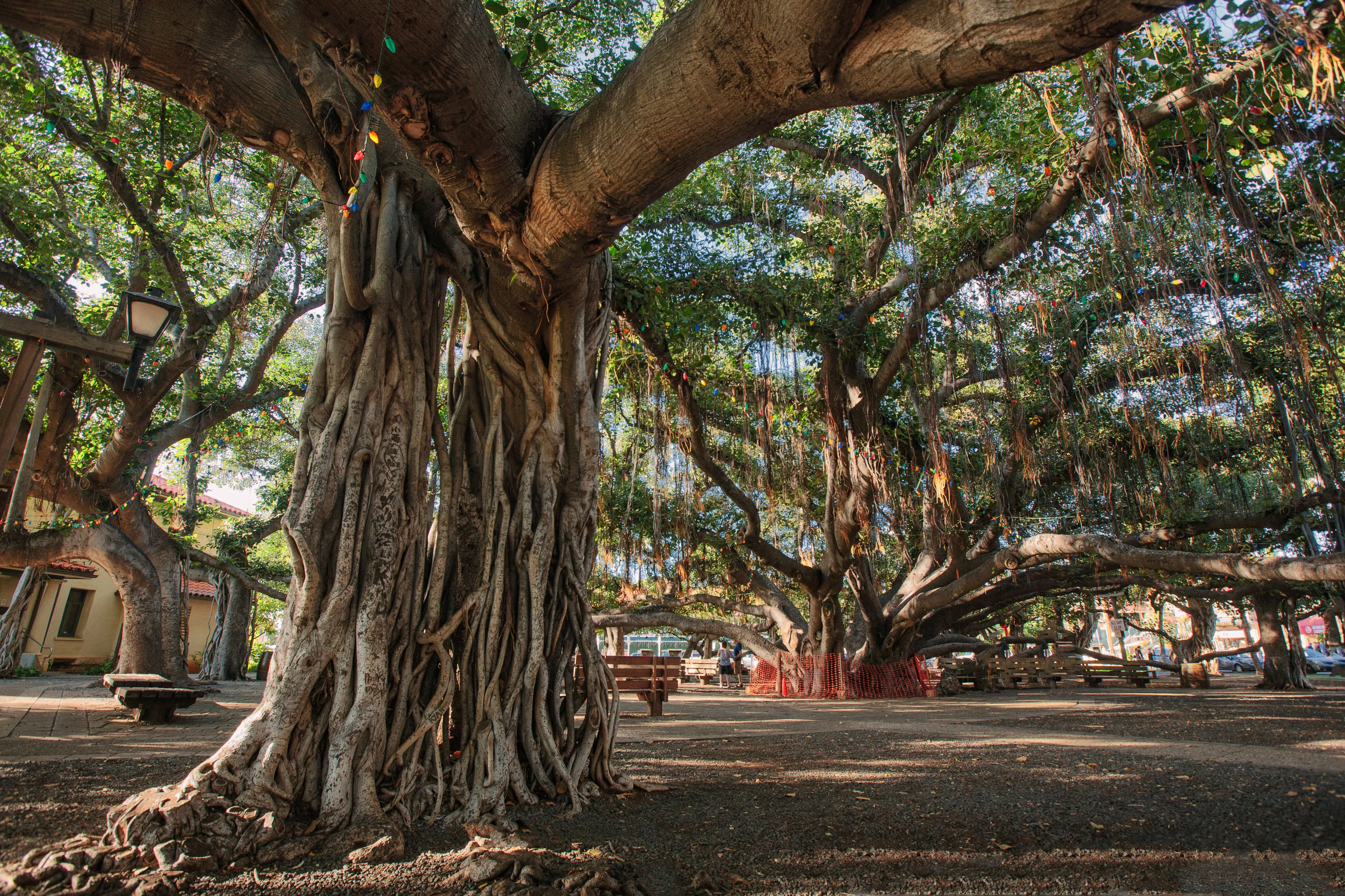 Maui's Oldest Living Tree Incinerated in Hawaii Wildfires - Vimarsana News