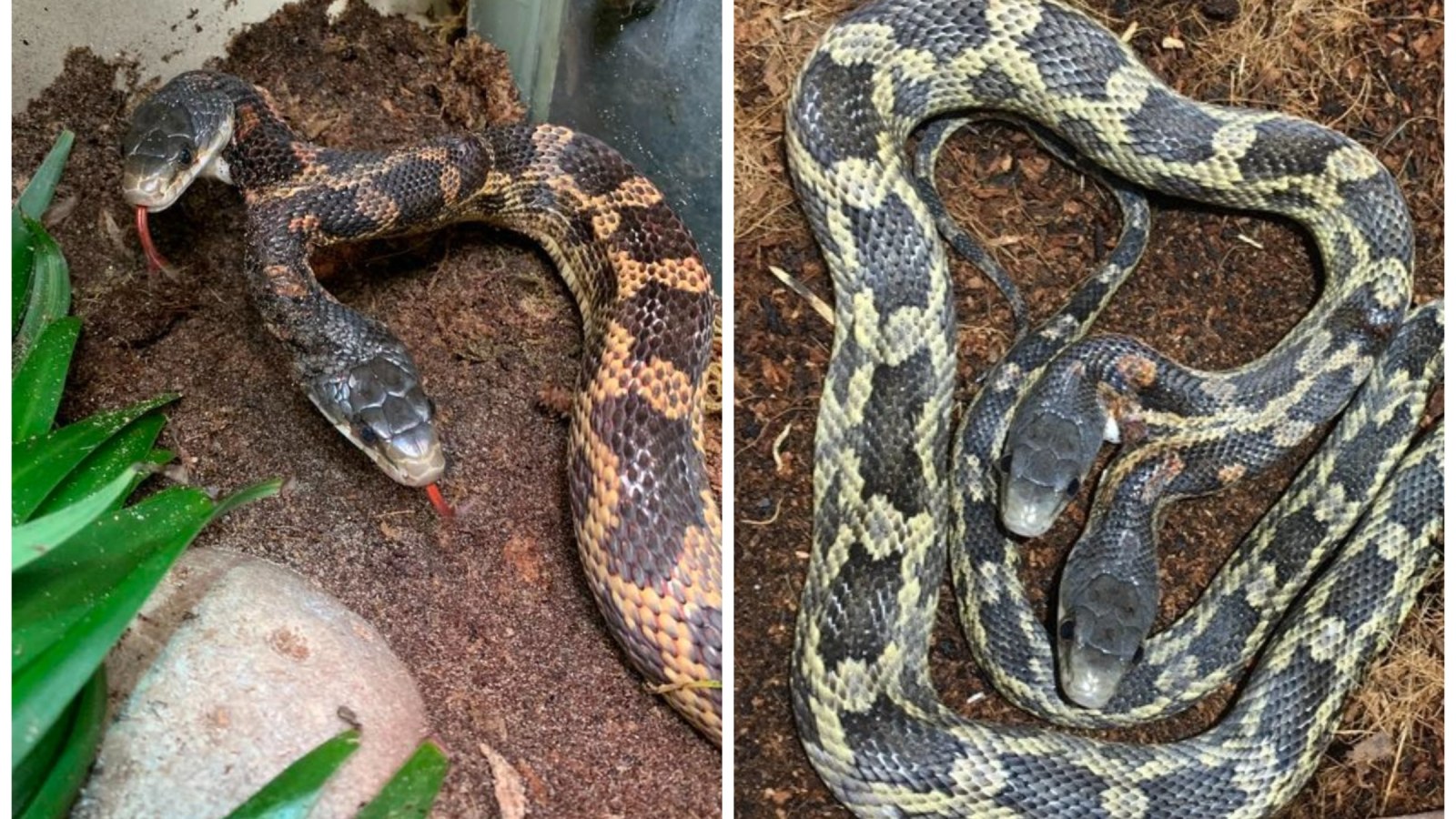 A Rare Two-Headed Snake Is Back on Exhibit at a Texas Zoo, Smart News