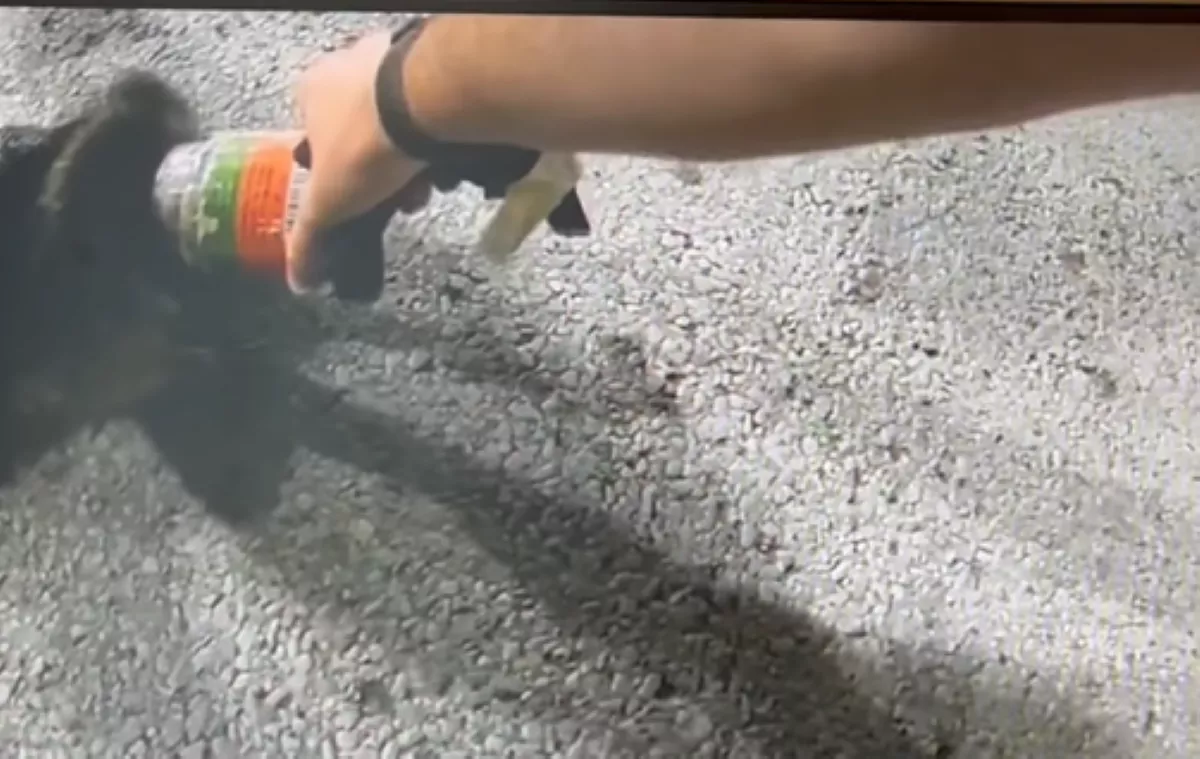 Bodycam Footage Shows Officer Rescuing Raccoon With Jar Stuck on Its Head - Vimarsana News