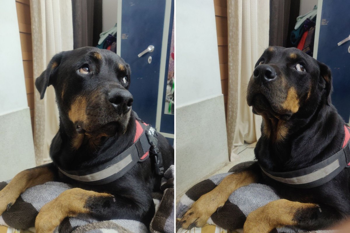 Rottweiler frowning at owner