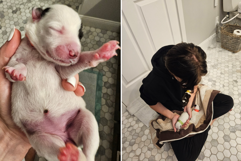 Lockhart puppies