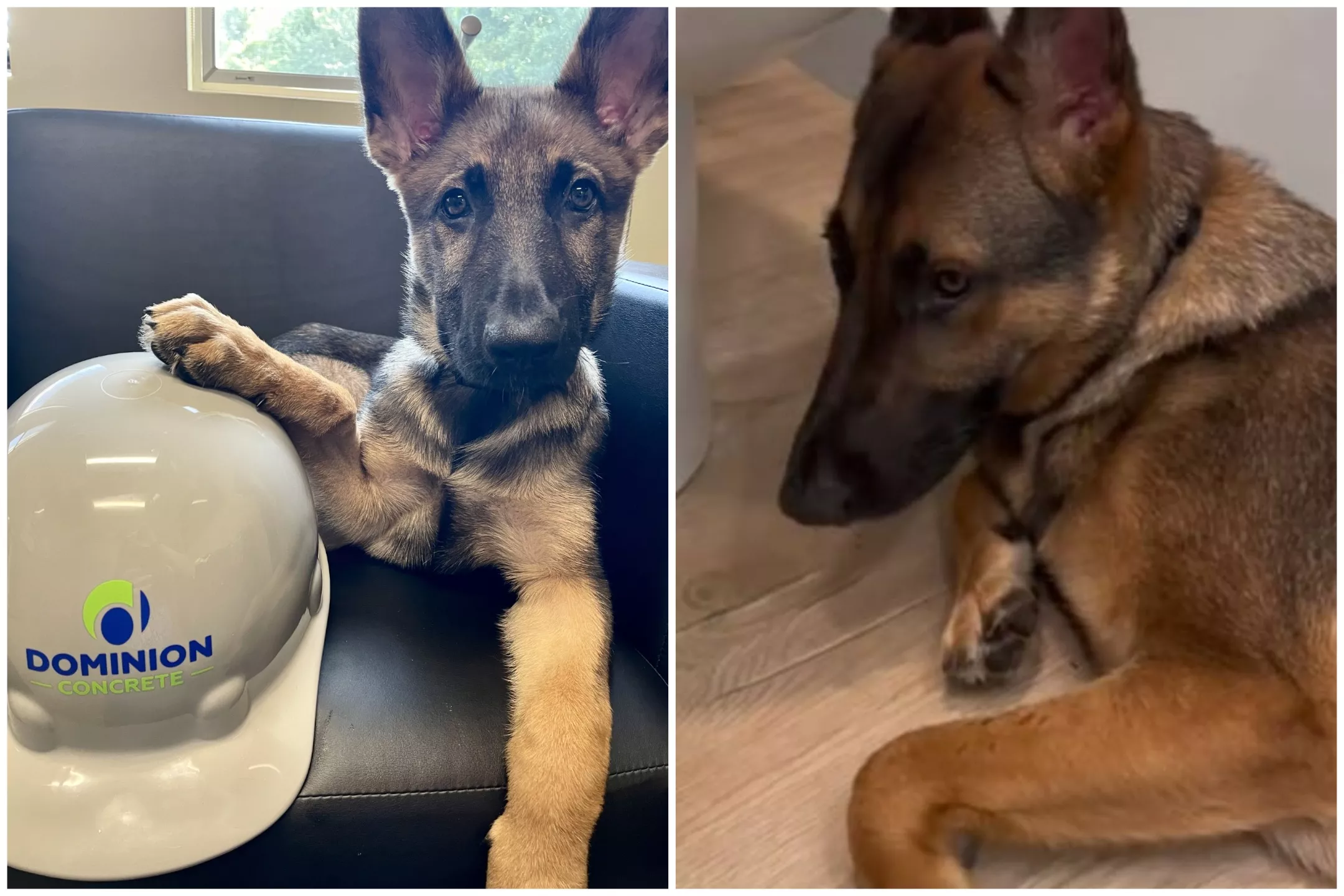Woman Reveals Hilarious Reason Behind Dog's Unusual Sleeping Spot When Ill - Vimarsana News