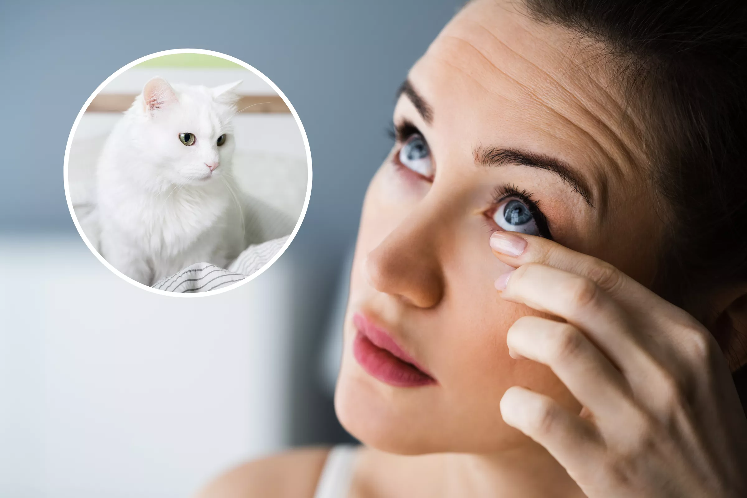Exact Moment Cat Scratches Woman's Eye, Leaving Her Blind, Caught on Video - Vimarsana News